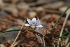 Romulea columnae