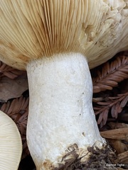 Lactarius scrobiculatus