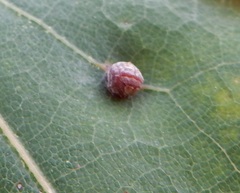 Polystepha globosa