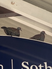 Columba guinea phaeonota