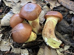 Suillus ponderosus