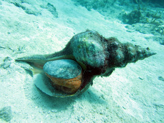 Triplofusus giganteus