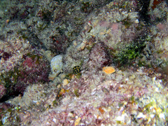 Lactophrys triqueter