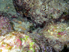 Lactophrys triqueter