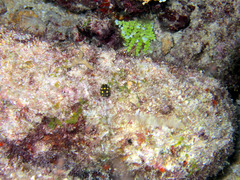 Lactophrys triqueter