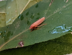 Gyponana gladia