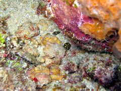 Lactophrys triqueter