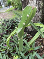 Acanthocereus tetragonus