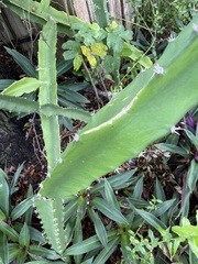 Acanthocereus tetragonus