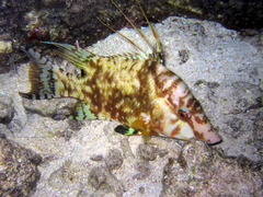 Lachnolaimus maximus