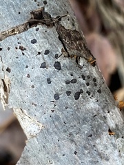 Biscogniauxia marginata