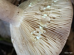 Lactarius xanthogalactus