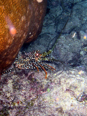 Panulirus guttatus