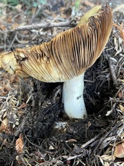 Russula fragrantissima