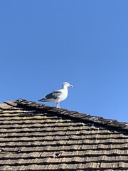 Larus occidentalis