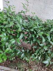 Ligustrum japonicum