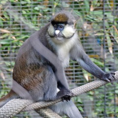 Cercopithecus ascanius