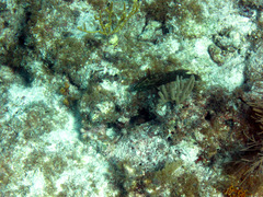 Cephalopholis cruentata