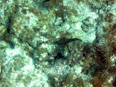 Cephalopholis cruentata