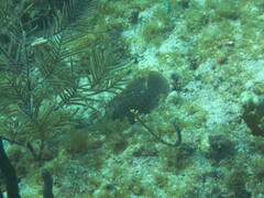 Cephalopholis cruentata