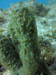 Callyspongia aculeata