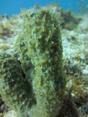 Callyspongia aculeata