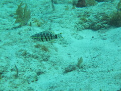 Serranus tigrinus