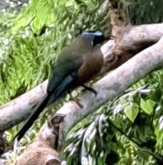 Momotus subrufescens