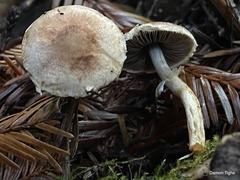 Agaricus diminutivus