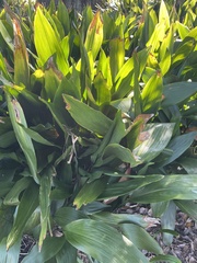 Aspidistra