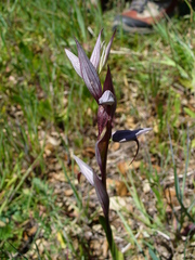 Serapias strictiflora