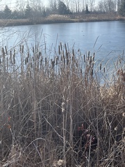 Typha latifolia