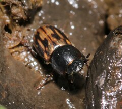 Chilothorax