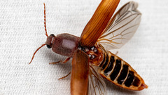 Stenagostus rhombeus