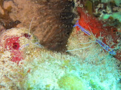 Ancylomenes pedersoni