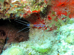 Ancylomenes pedersoni