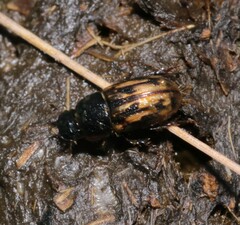 Chilothorax