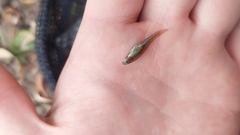 Hypseleotris
