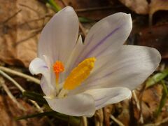 Crocus vernus