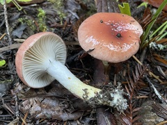 Gomphidius subroseus