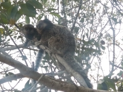 Callithrix penicillata