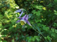 Aquilegia vulgaris