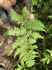 Macrothelypteris