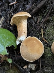 Cantharellus formosus