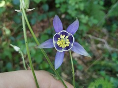 Aquilegia vulgaris