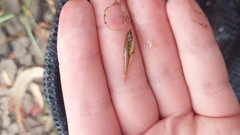 Hypseleotris