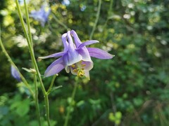 Aquilegia vulgaris
