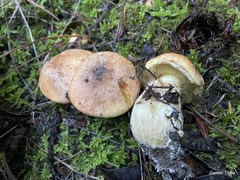 Suillus caerulescens