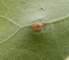 Polystepha globosa