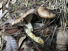 Gomphidius oregonensis